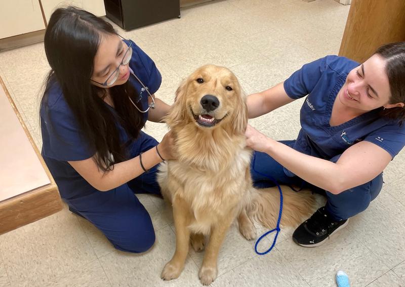 Carousel Slide 2: Prairie Village Dog Veterinarian