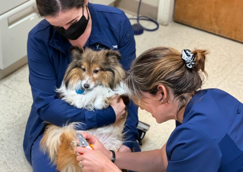 Carousel Slide 3: Prairie Village Dog Veterinarian