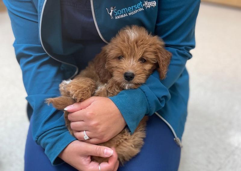 Carousel Slide 4: Prairie Village Puppy Veterinarian