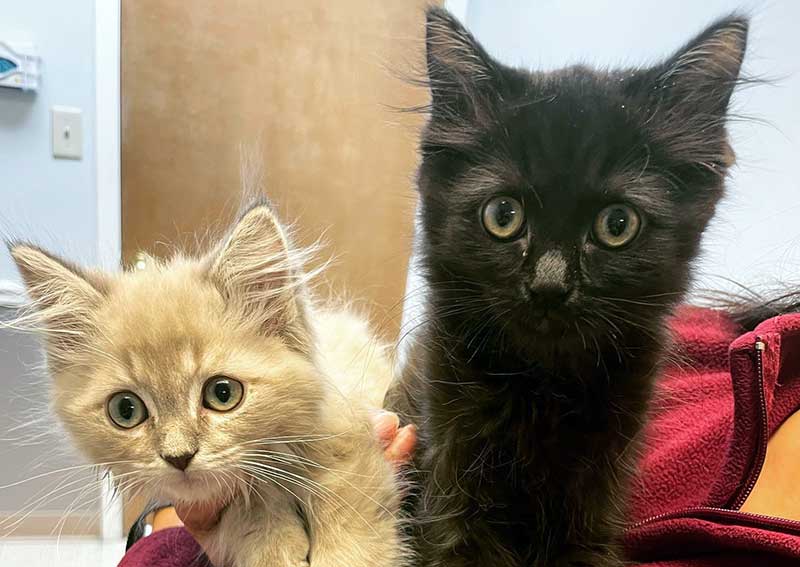 Carousel Slide 9: Kittens